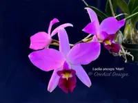 Laelia anceps 'Mari' – Nice color & Awardable