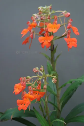 Habenaria rhodocheila