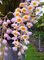 Den. farmeri - (3" Blooming Size - not in flower)