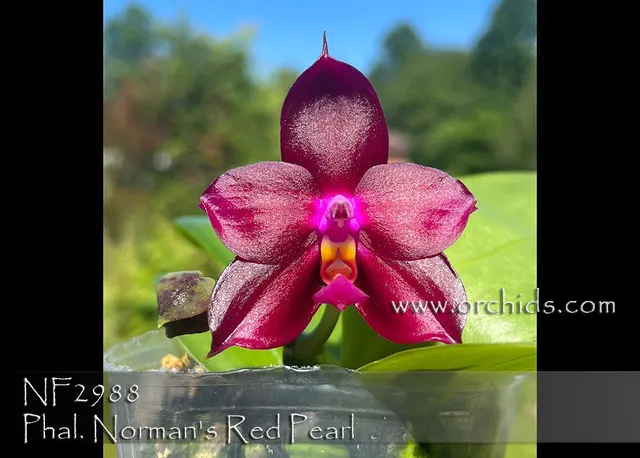 Phalaenopsis Norman Note: Limited , In Spike As 10/1/2023 Prince' ) 'S Red Pearl'