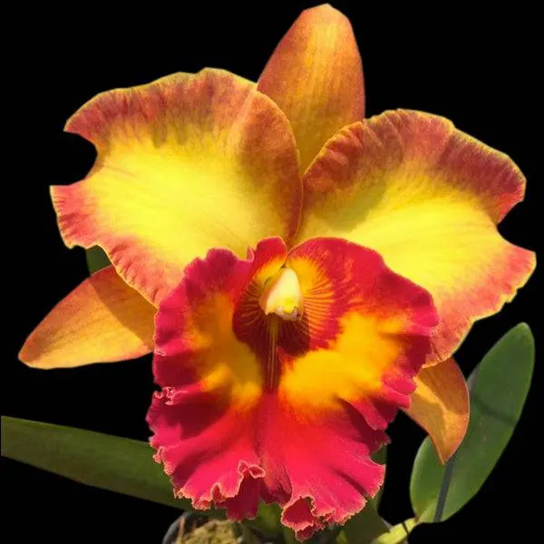 Cattleya Chomthong Fancy