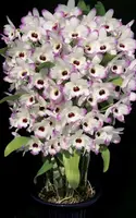 Previously Bloomed, Den Love Memory 'Fizz' Save $10, Shipping Included