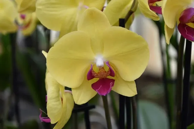 Phalaenopsis G21