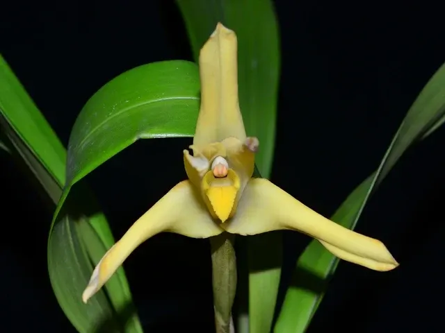 Maxillaria azulensis (Maxillaria)