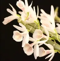 Dendrobium cretaceum | SapphireChild Orchids