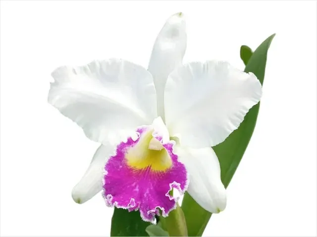 Cattleya Manuel Moran (Cattleya)