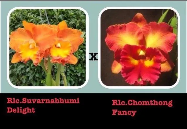 Rhyncholaeliocattleya Suvarnabhumi x Chomthong Fancy