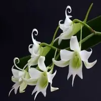 Sobennikoffia robusta sp.