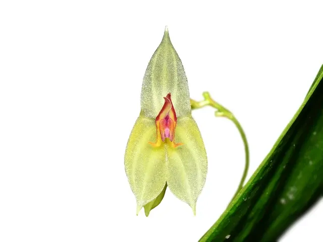 Lepanthes ligiae (Lepanthes)