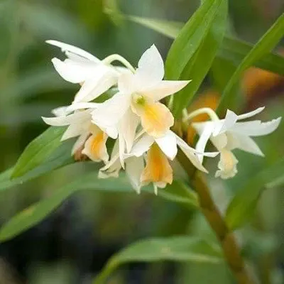 Dendrobium Thai Jasmine (Dendrobium)