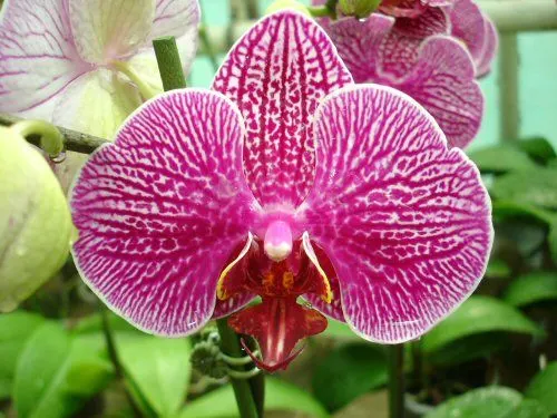 Phalaenopsis LEOPARD PRINCE 'dunkel'
