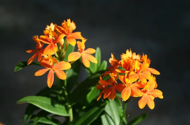 Epidendrum orange (Epidendrum)