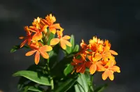 Epidendrum Orchid ‘Orange’