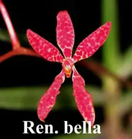 Ren. bella x sib (RE23) ( - - Renanthera ) Ren.=Renanthera