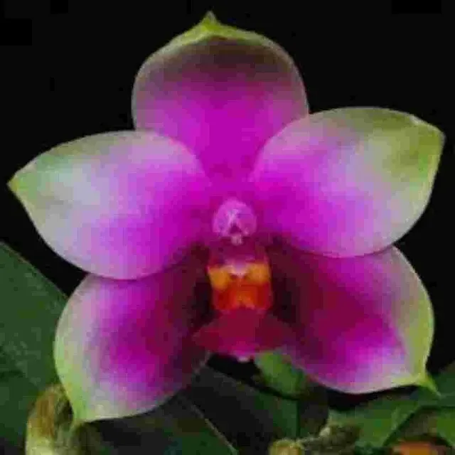 Phalaenopsis bellina 'Red Apple' (Phalaenopsis)