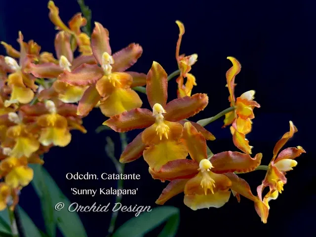 Odontocidium Catatante 'Sunny Kalapana'