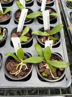 Aerangis biloba
