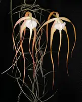 Brassavola cucullata – Large blooming size, Species, Fragrant!