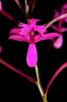 Epidendrum quitensium