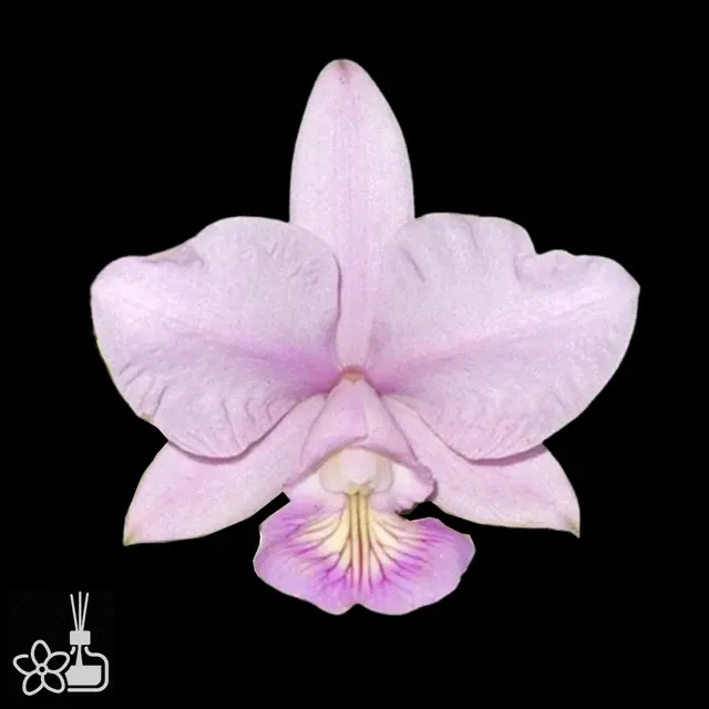 Cattleya nobilior amaliae