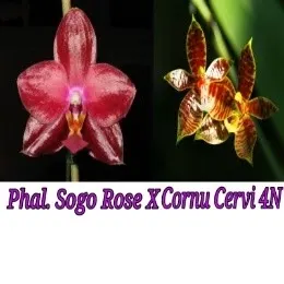 Phalaenopsis Sogo Rose X Phal. Cornu Cervi 4N (Phalaenopsis)