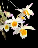 Dendrobium pendulum