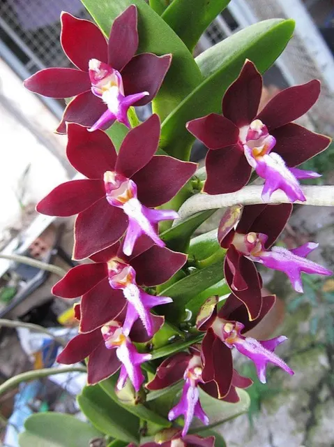 Trichoglottis philippinensis 'Big'