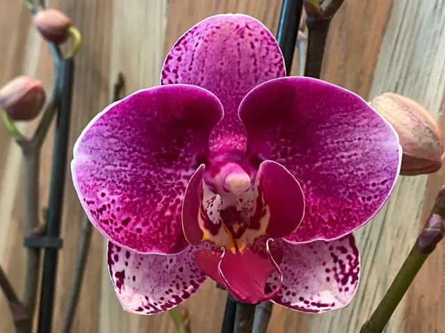 Phalaenopsis Rare Large New Hybrid 2 Spikes Multi Branches