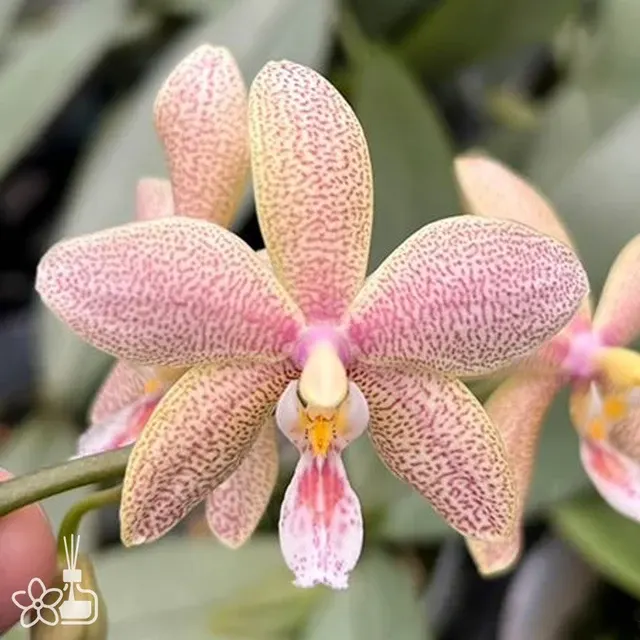 Phalaenopsis Bronze Maiden