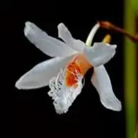 Dendrobium polytrichum sp.