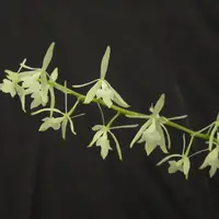 Epidendrum (Epi.) purum