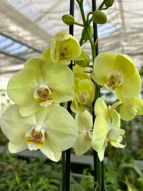 Phalaenopsis Cremon