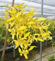 Dendrobium Rabbit Yellow 73 Medium Size