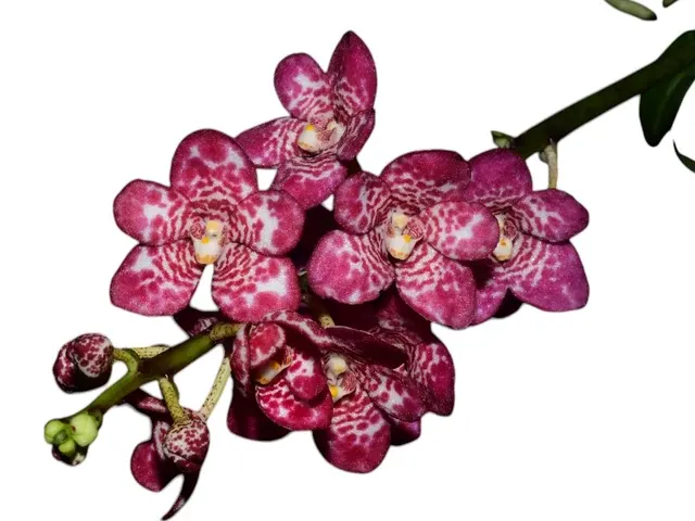 Sarcochilus Madge 'Free' x 'One' X Rosella 'Spotty' x Kulnura Sweetie 'Purple Spot'