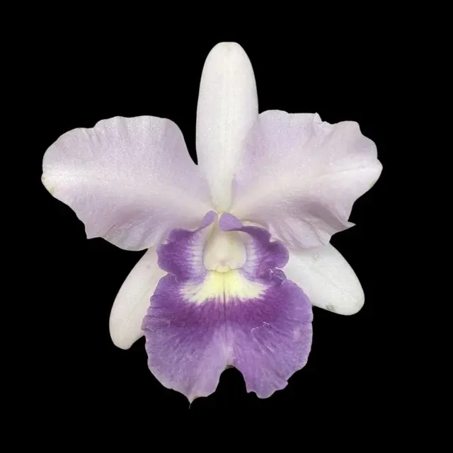 Cattleya Alliance: Cattlianthe Final Blue 'Royal Purple'