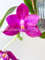 Phal. Lea Marie Salazar — Blooming size