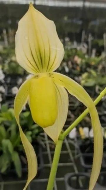 Paphiopedilum Ernie Barham
