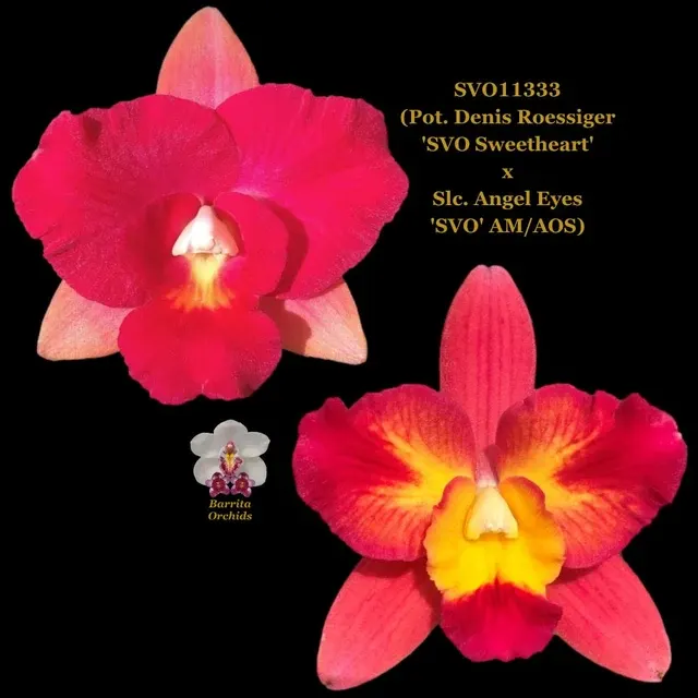 Cattleya Orchid Hybrid SVO11333 'SVO Sweetheart'