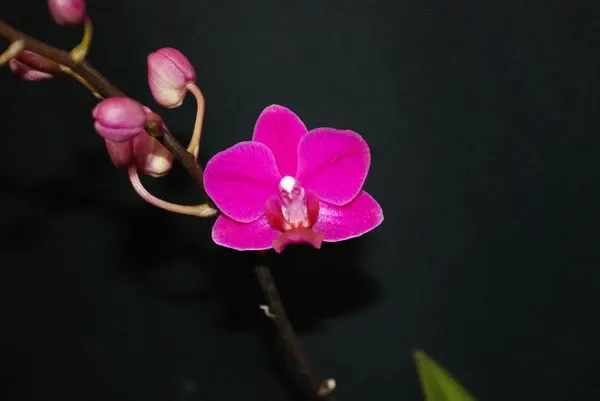 Doritaenopsis TINY DOLL