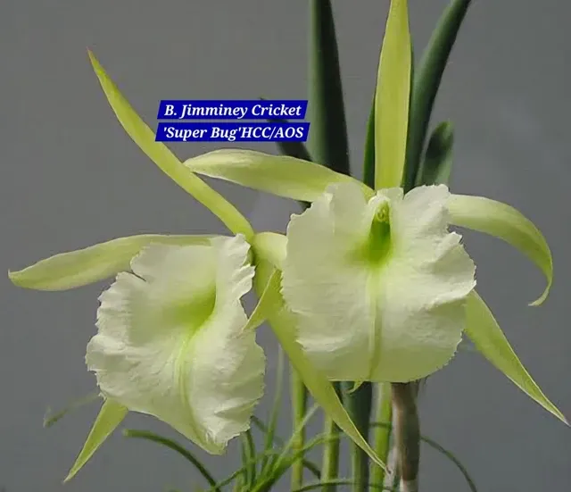 Cattleya 10 Orchid (Cattleya)