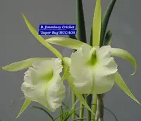 Cattleya 10 Orchid