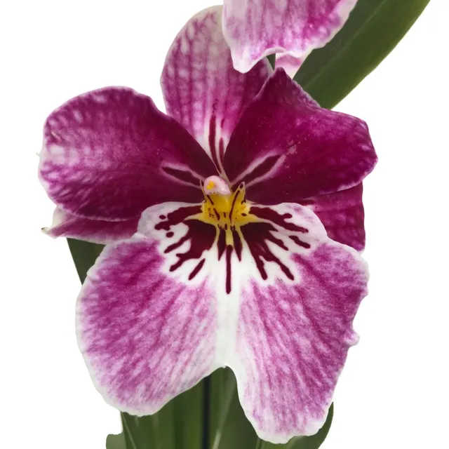 Miltoniopsis Princess Diana ‘Red Baron’ (Miltoniopsis)