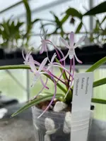 Neofinetia falcata ‘Shutenno’