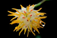Bulbophyllum odoratissimum