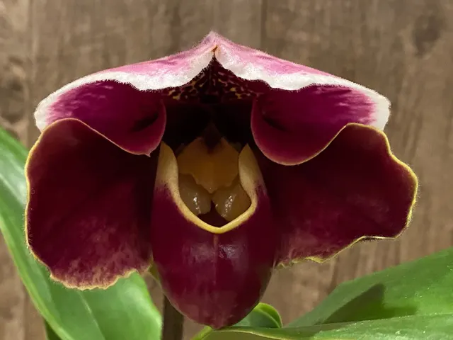 Paphiopedilum Thunder Cat 'Power House' × Jenne’s Charm 'Fire Bird'