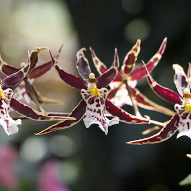 Brassidium Golden Gamine 'White Knight' (Brassidium)