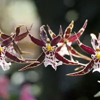 Seedling Orchid Oncidium Brassidium Golden Gamine 'White Knight' Hcc/Aos Live PLant