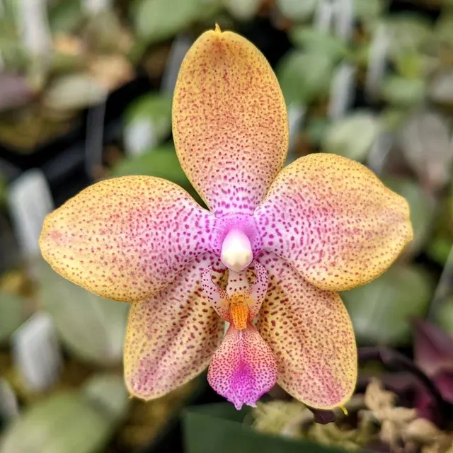 Phalaenopsis Danie Olson