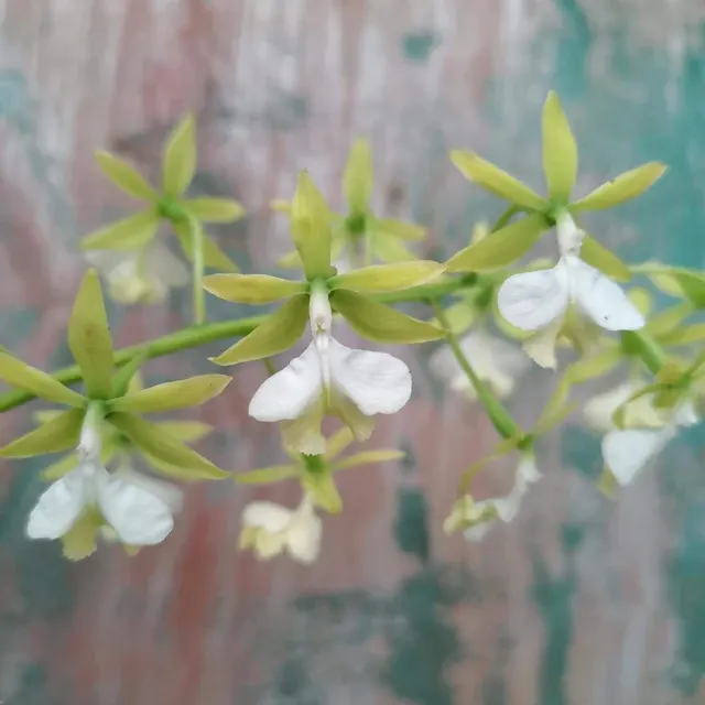 Epidendrum stamfordianum var. alba (Epidendrum)