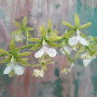 Epidendrum stamfordianum var. alba